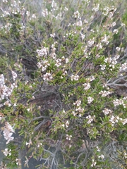 Ericeae