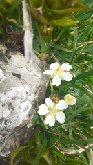 Potentilla montana