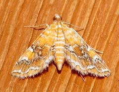 Image of Elophila nebulosalis