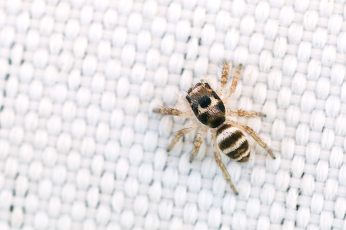 Salticus propinquus