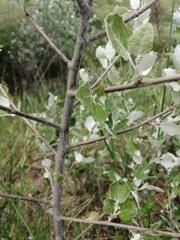 Populus alba