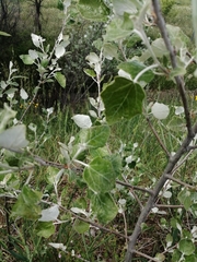 Populus alba