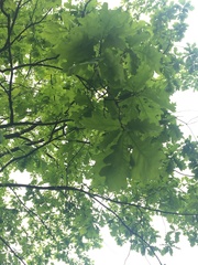 Quercus robur