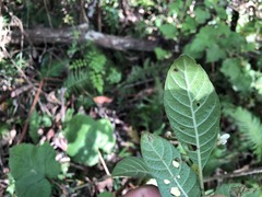Psychotria loniceroides