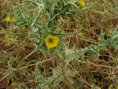Scolymus maculatus