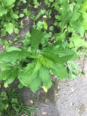 Asteraceae