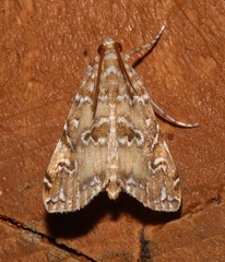 Elophila gyralis image