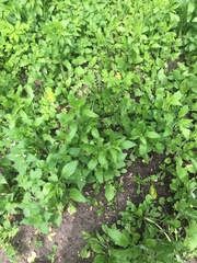 Asteraceae