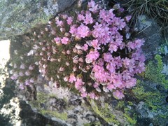 Armeria caespitosa