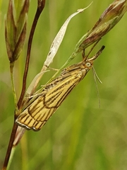 Chrysocramboides craterella