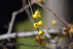 Chimonanthus praecox