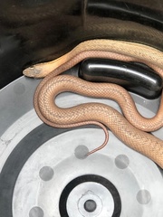 Philodryas nattereri