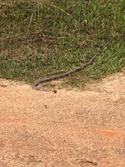 Philodryas nattereri