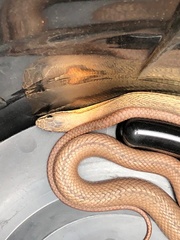 Philodryas nattereri