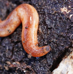 Argonemertes australiensis