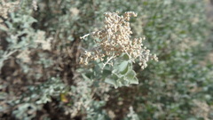 Chenopodium parabolicum