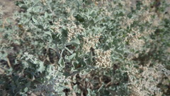 Chenopodium parabolicum