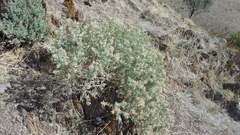 Chenopodium parabolicum