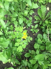 Chelidonium majus