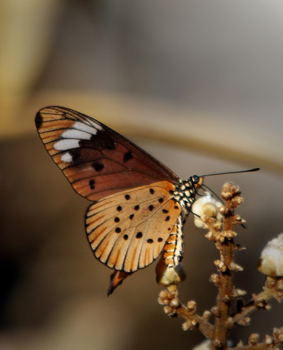 Whitebar Acraea