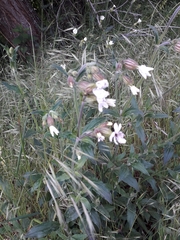 Silene latifolia