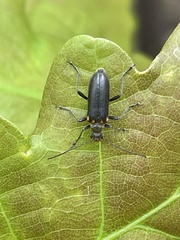 Cortodera humeralis