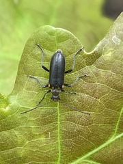 Cortodera humeralis