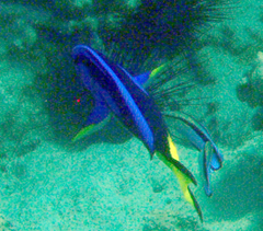 Paracanthurus hepatus