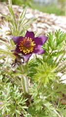 Pulsatilla vulgaris