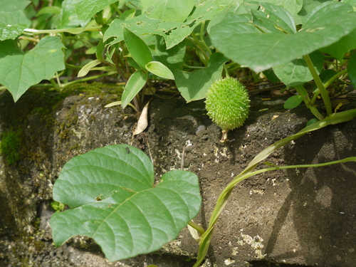 Balsampear (Momordica dioica)