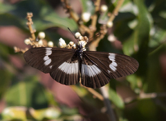Acraea aganice aganice