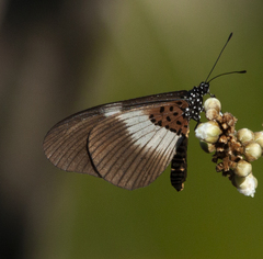 Acraea aganice aganice