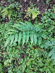 Coniogramme intermedia