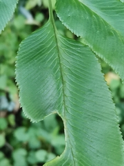 Coniogramme intermedia