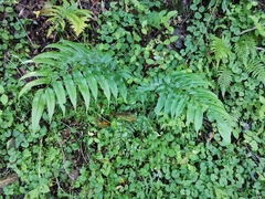 Coniogramme intermedia