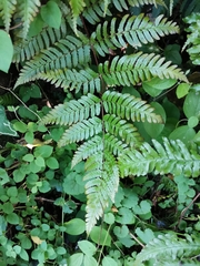 Dryopteris kinokuniensis