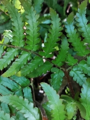 Dryopteris kinokuniensis
