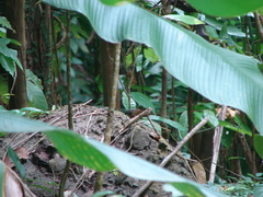 Melanospiza richardsoni