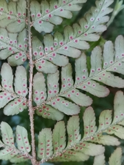 Dryopteris kinokuniensis