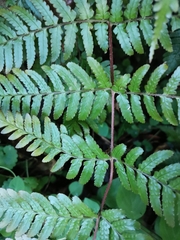Dryopteris kinokuniensis