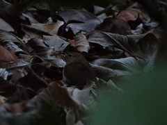 Troglodytes aedon mesoleucus