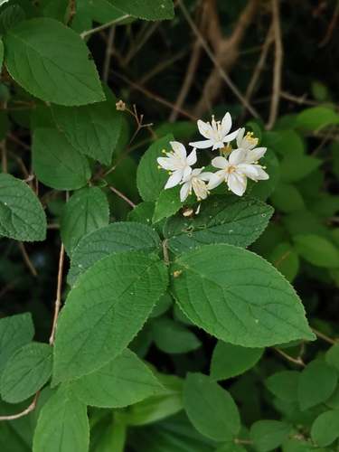 Image of Deutzia scabra by (c) harum.koh, some rights reserved (CC BY-SA)