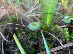 Entoloma rodwayi