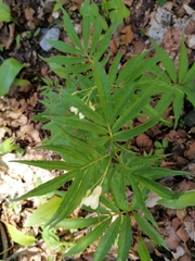 Cardamine kitaibelii