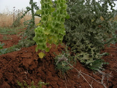 Moluccella laevis