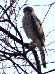 Accipiter minullus