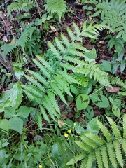 Leptogramma mollissima