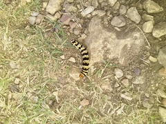 Lepidoptera