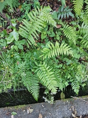 Leptogramma mollissima