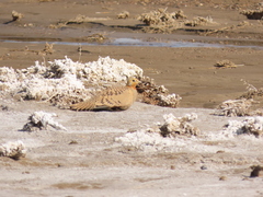 Syrrhaptes paradoxus